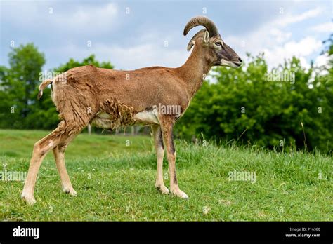 Young European Mouflon Sheep Ovis Ammon Musimon Stock Photo Alamy