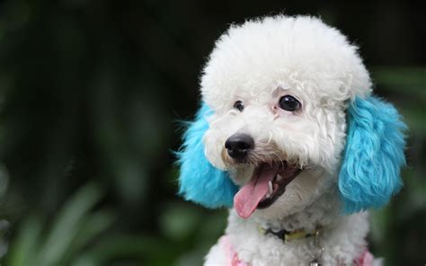 250 Perfect Poodle Names Awesome Ideas For Naming Your