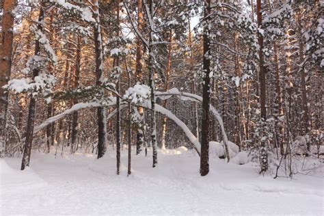 Snowy Pine Forest At Sunset In Winter Russia Siberia Stock Photo