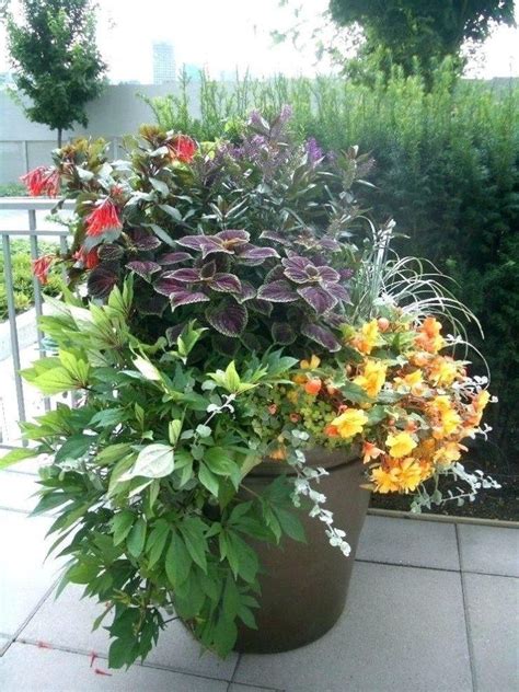 Container Flowers Ideas Best Of Shade Container Gardening Ideas Great