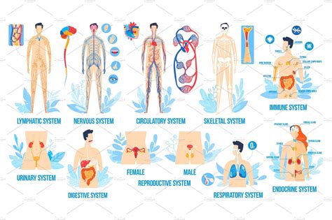 Human Body Anatomy Organ Systems Graphic Objects Creative Market