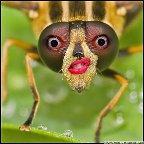 Weird Bugs Strange Bug Insects Pinterest Photoshop And Weird