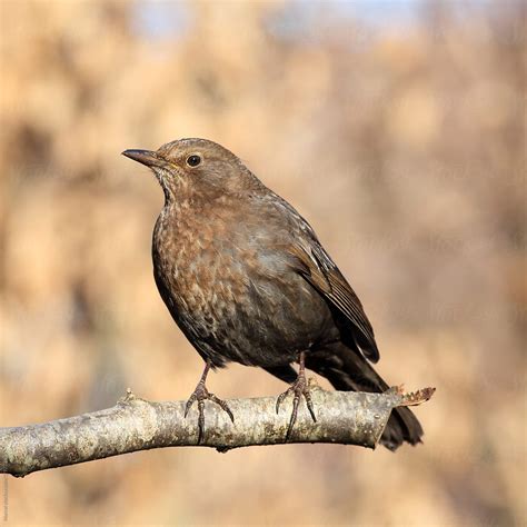 Female Blackbird By Stocksy Contributor Marcel Stocksy