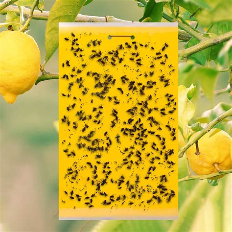 Yard Garden And Outdoor Living 20 Sticky Trap Fruit Fly Gnat Trap Yellow