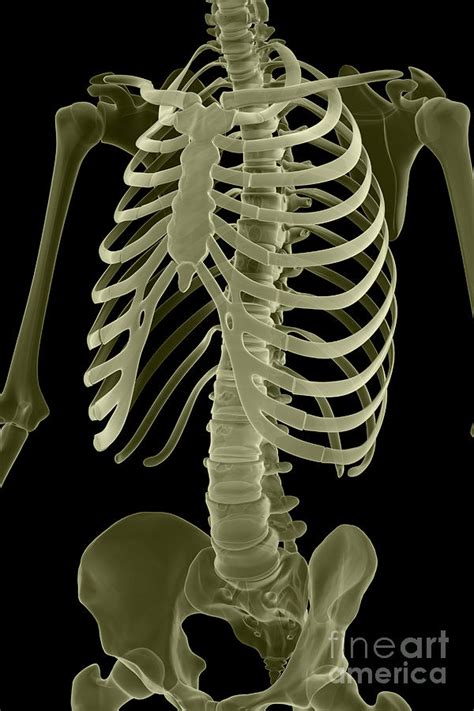 Bones Of The Torso Photograph By Science Picture Co Fine Art America