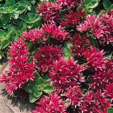Hardy Succulent Sedum Collection Pack Of Five Evergreen Hardy Plants