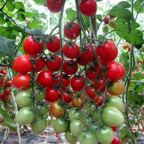 Jual Benih Tomat Ceri Merah Manis Banyak Buah Segar Bisa Untuk Konsumsi