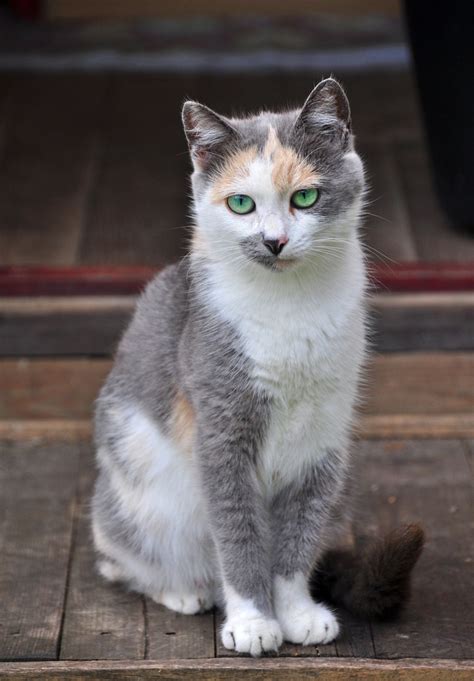 Beautiful Whitegray Calico Barn Cat Pretty Cats Beautiful Cats