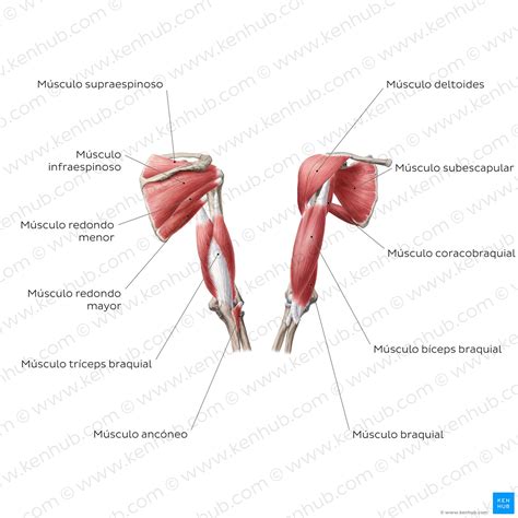 Diagrama De Un Brazo My Xxx Hot Girl