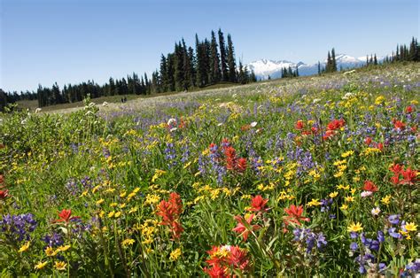 Search for flower fields pictures, lovepik.com offers 128696 all free stock images, which updates 100 free pictures daily to make your work professional and easy. Field Of Flowers