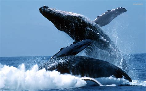 Maybe you would like to learn more about one of these? 45+ Humpback Whale Desktop Wallpaper on WallpaperSafari