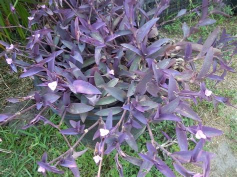 10 Purple Heart Cuttings Perennials Ground Cover Pink Flowers Etsy