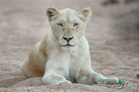 The Rare White Lions Of The Timbavati African Safari Consultants