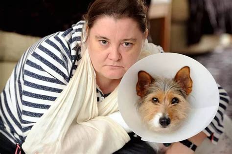 Liverpool Woman Bitten As She Saved Her Pet Dog From Bull Terrier