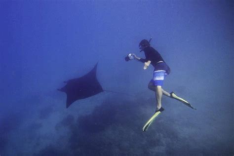 Swimming With Manta Rays In Fiji A Once In A Lifetime Experience