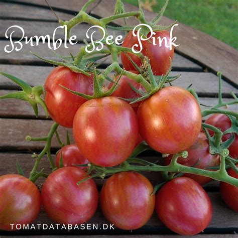 Pink Bumblebee Tomatdatabasen