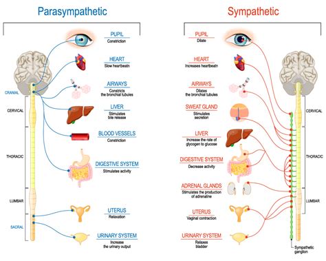 Structure Of Sympathetic Nervous System