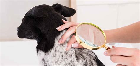 Can Dogs Get Lice A Guide To Preventing And Treating Dog Lice