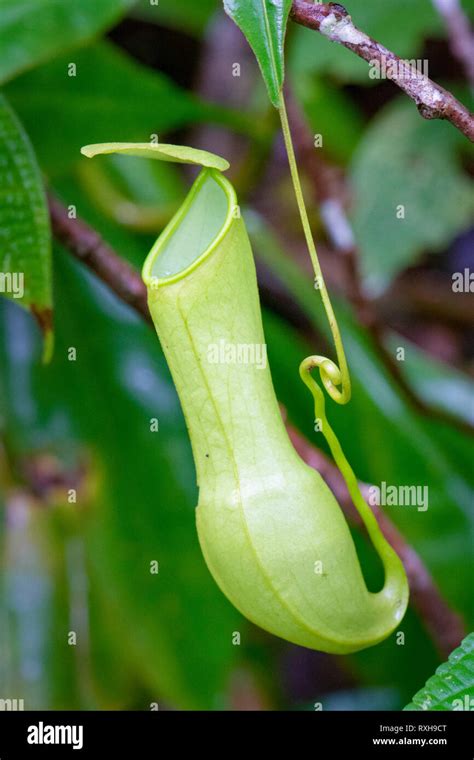 Pitcher Plant Nepenthes Distillatoria A Tropical Pitcher Plant