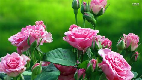 اجمل صور الورد صور الورد عيون الرومانسية