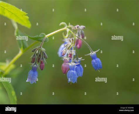 Common Bluebell Bloom Flower Hi Res Stock Photography And Images Alamy