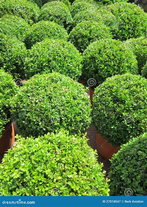 Buxus Stock Image Image Of Gardener Park Green Plant 27018547