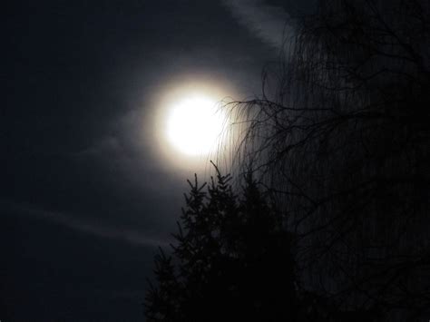 Bright Moon Above The Trees Celestial Pictures Moon