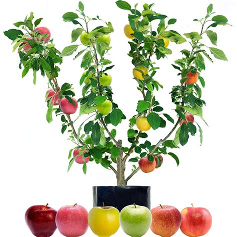 Multi Fruit Tree For Sale This Crazy Tree Grows 40 Kinds Of Fruit