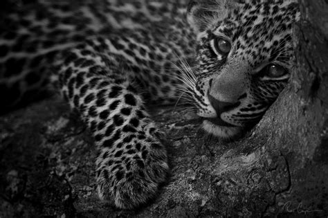 Ross Couper South African Wildlife Photographer | African wildlife, Wildlife paintings, Wildlife