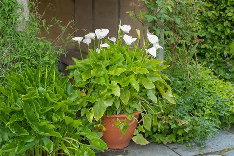 How To Grow Calla Lilies In Containers Gardeners Path