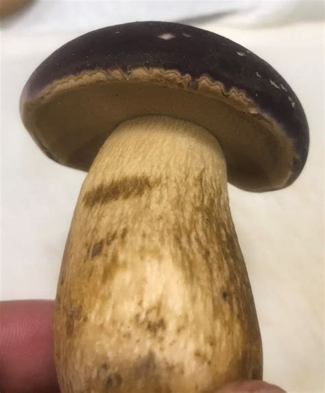 Purple Cap Bolete Identifying Mushrooms Wild Mushroom Hunting