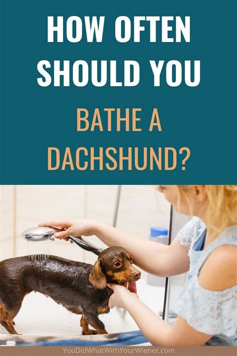 How Often Should You Bathe A Dachshund
