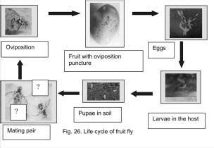 Life Cycle Of Fruit Fly Download Scientific Diagram