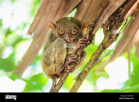 Tarsier With Big Eyes On A Branch In Bohol Philippines Asia Stock