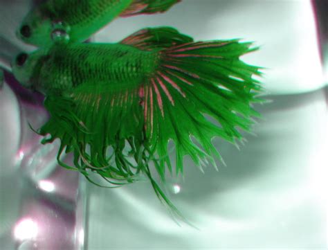 Think about it, one of the common aggression triggers in bettas is other colorful however, while bettas can see color, the amount of color they see varies depending on lots of even more, interestingly, it's quite likely that bettas can see even more colors than humans. Betta Fish Colors - The fish doctor