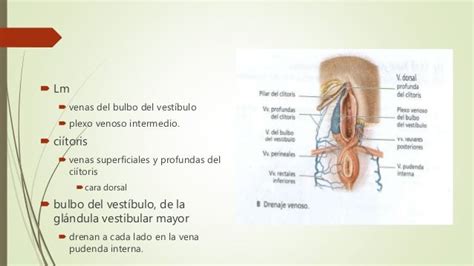 Vulva Femenino Aparato Reproductor