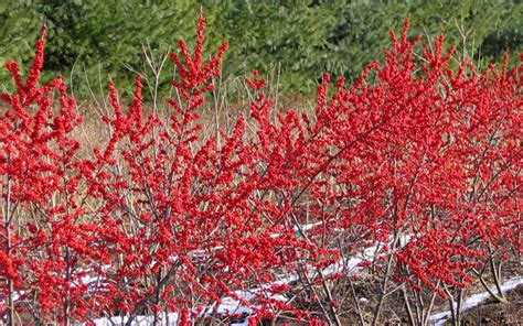 Buy Winter Red Winterberry Holly Free Shipping Wilson Bros Gardens