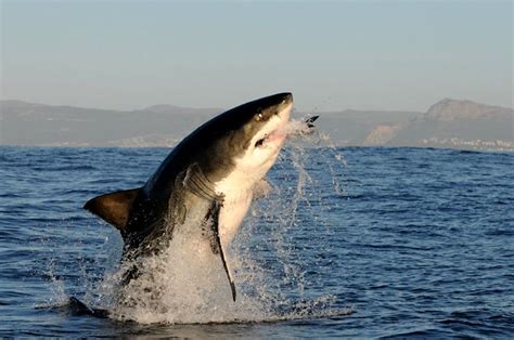 Great White Shark South Africa 2 Pasckal 10 Flickr