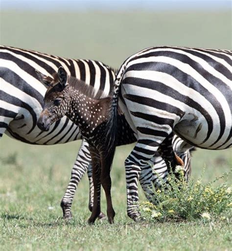 Borrowed from italian zebra, from portuguese zebra, zebro (zebra), from old portuguese enzebro, ezebra, azebra (wild ass), from earlier cebrario (882), ezebrario (897), from vulgar latin *eciferus, from latin equiferus (wild horse) (pliny), from equus (horse) + ferus (wild. Rare Spotted Zebra Baby Spotted In Kenya - Geekologie