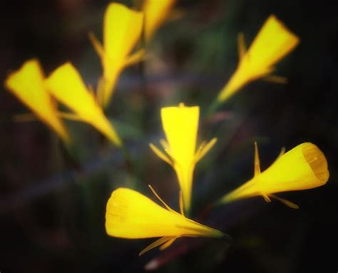 Abstract Of Flowers In Yellow Photograph By Siyano Prach