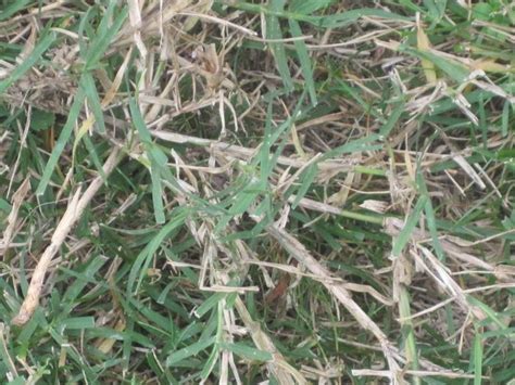 Bermuda Grass Bermuda Grass Grass Grass Seed