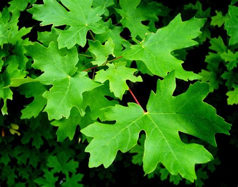 Lost maple, limerock maple, sabinal maple, uvalde bigtooth maple. bigtooth maple (Native Trees of Wasatch Front) · iNaturalist