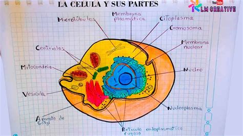 Dibujo De La CÉlula Y Sus Partes The Cell And Its Parts Youtube