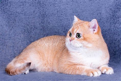 Harga Kucing British Shorthair Golden