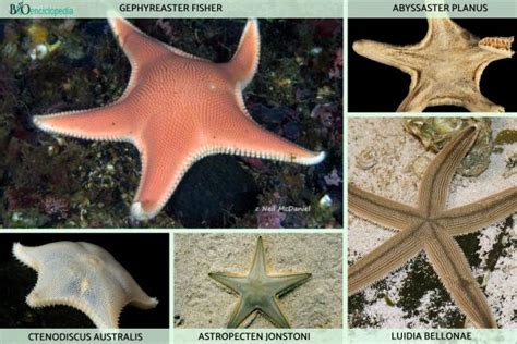 Tipos De Estrellas De Mar Nombres Y Fotos