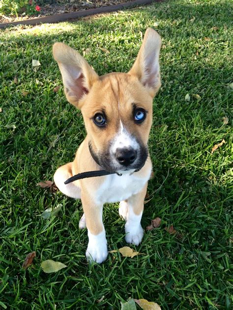 Top 20 Most Adorable Boxer Mix Breeds That You Will Love The Dogman