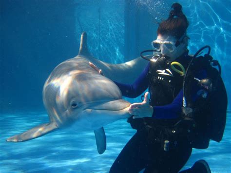 Wildlife Rehabilitation The Winter Dolphin Chronicles