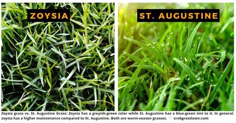 St Augustine Grass Vs Zoysia Differences And How To Choose