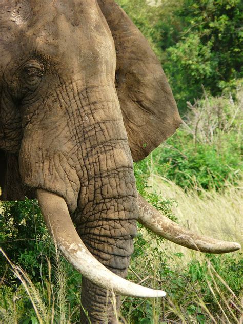 39 Paling Top Gambar Kolase Gajah