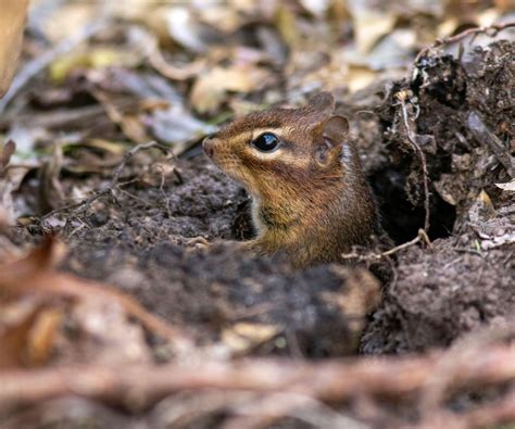 6 Home Remedies For Getting Rid Of Chipmunks